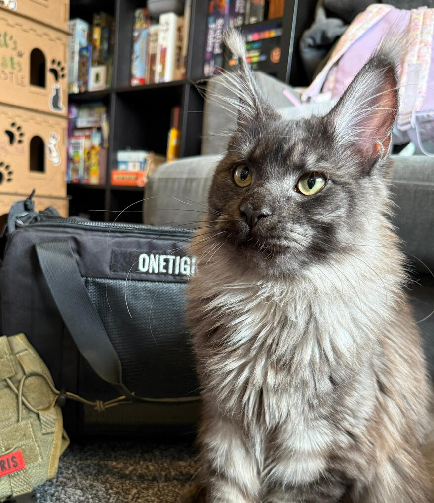 Adventure Cat
