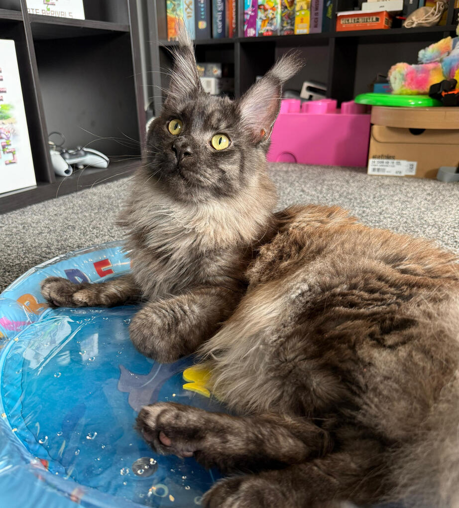 Training &amp; Enrichment